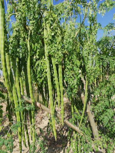 Imagen de Moringa en polvo.