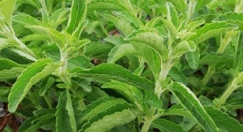 Stevia en polvo Benatury