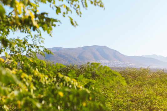 Infusión de Moringa | Benatury.com