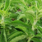 "Stevia en Hojas Secas Orgánicas – 75g | Edulcorante Natural Eco